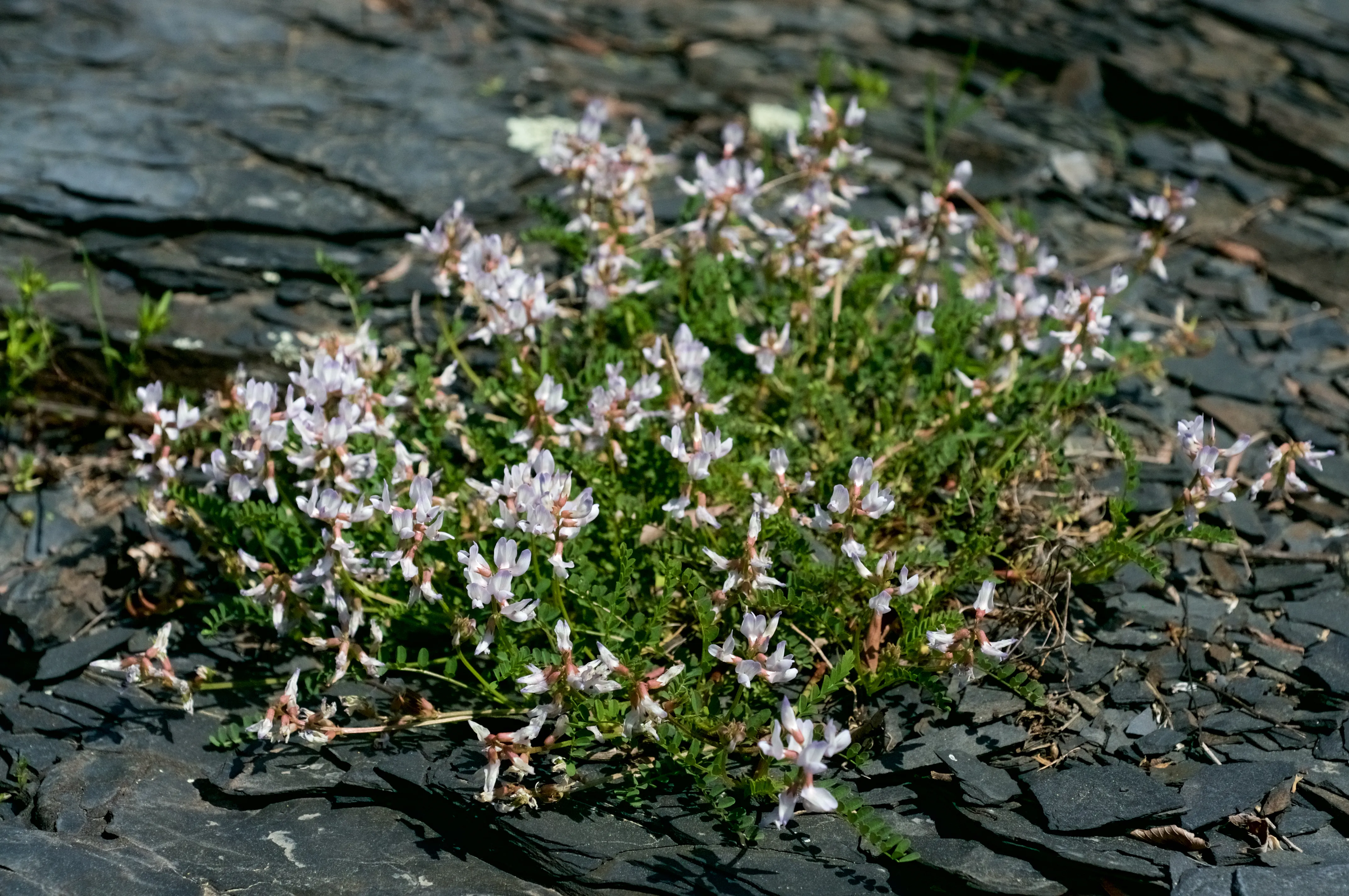 A small bush of green with delicate white blossoms hugs a broken shale surface.
